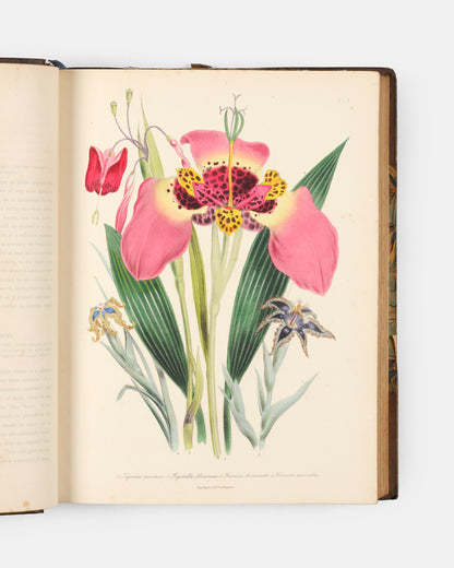 First edition of Jane Loudon's The Ladies' Flower-Garden of Ornamental Bulbous Plants, handsomely bound by Wareing Webb of Liverpool.