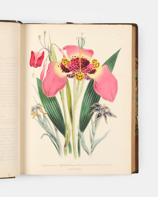 First edition of Jane Loudon's The Ladies' Flower-Garden of Ornamental Bulbous Plants, handsomely bound by Wareing Webb of Liverpool.