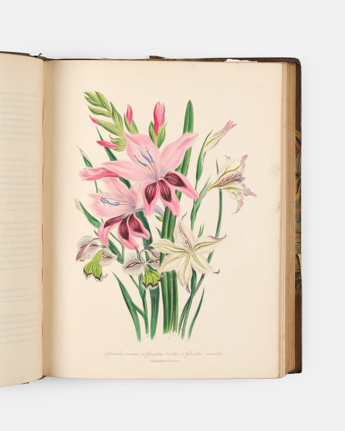 First edition of Jane Loudon's The Ladies' Flower-Garden of Ornamental Bulbous Plants, handsomely bound by Wareing Webb of Liverpool.