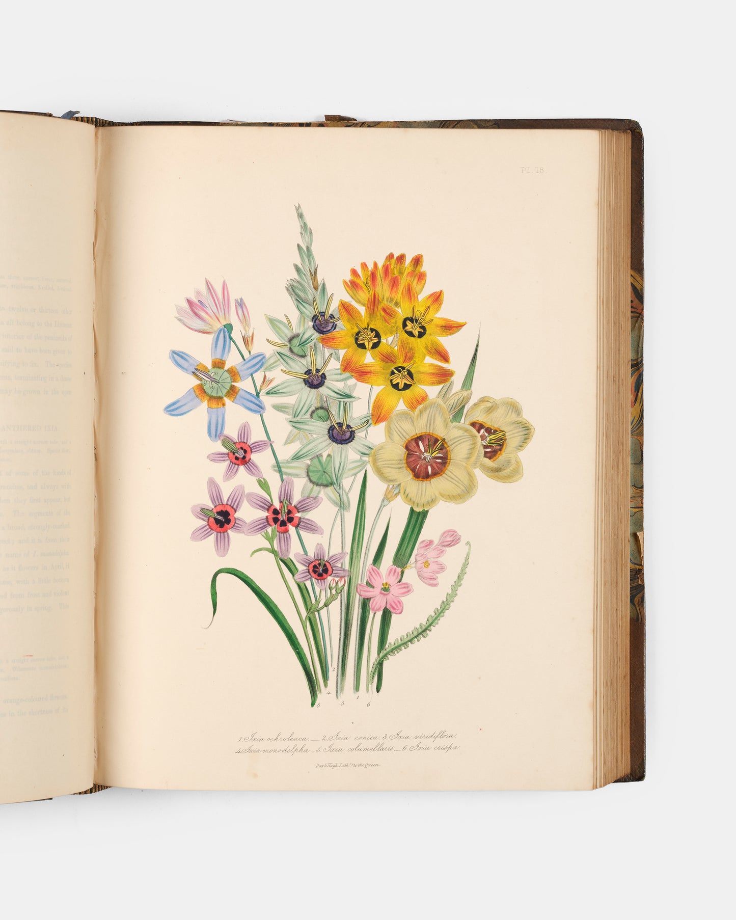 First edition of Jane Loudon's The Ladies' Flower-Garden of Ornamental Bulbous Plants, handsomely bound by Wareing Webb of Liverpool.