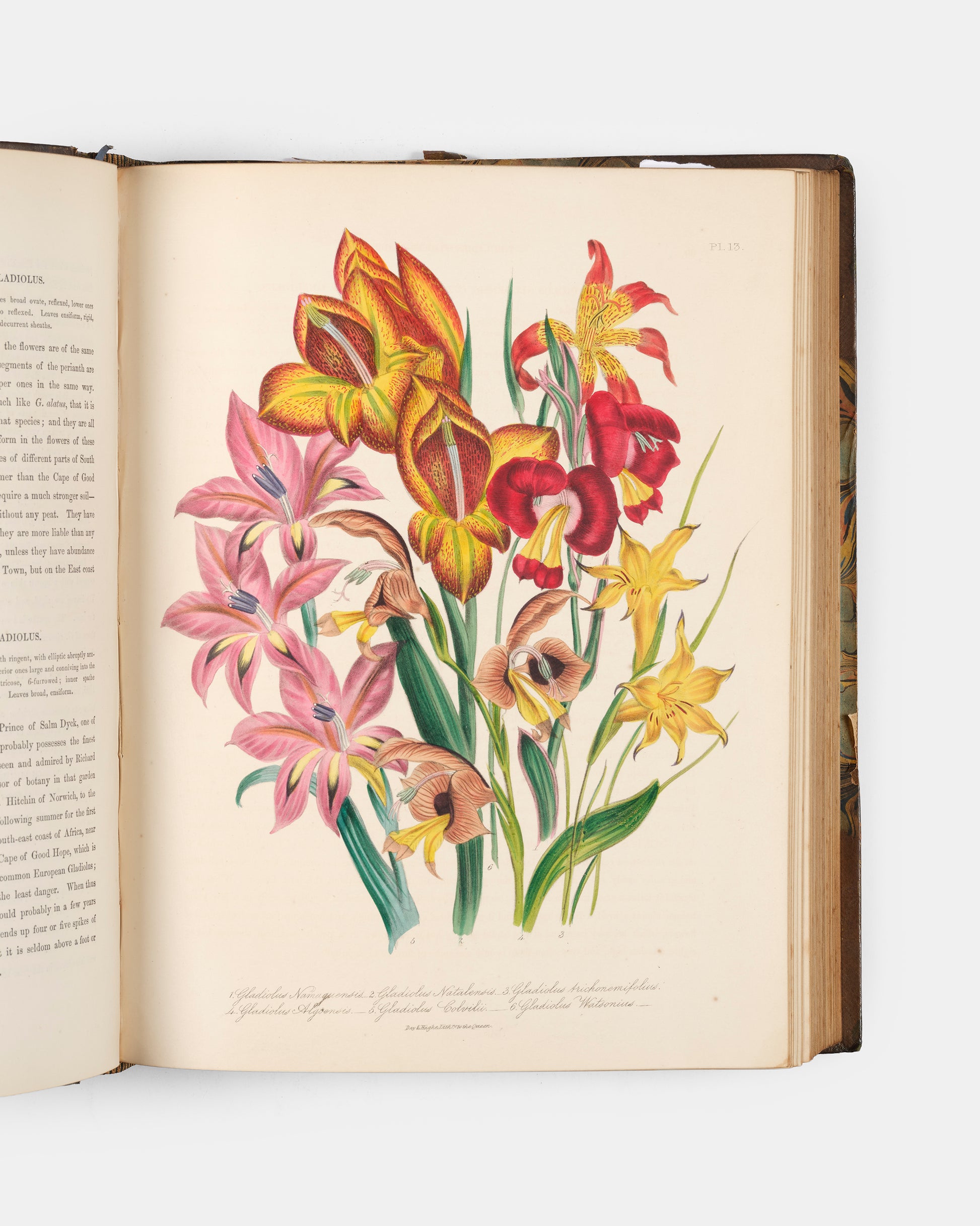 First edition of Jane Loudon's The Ladies' Flower-Garden of Ornamental Bulbous Plants, handsomely bound by Wareing Webb of Liverpool.