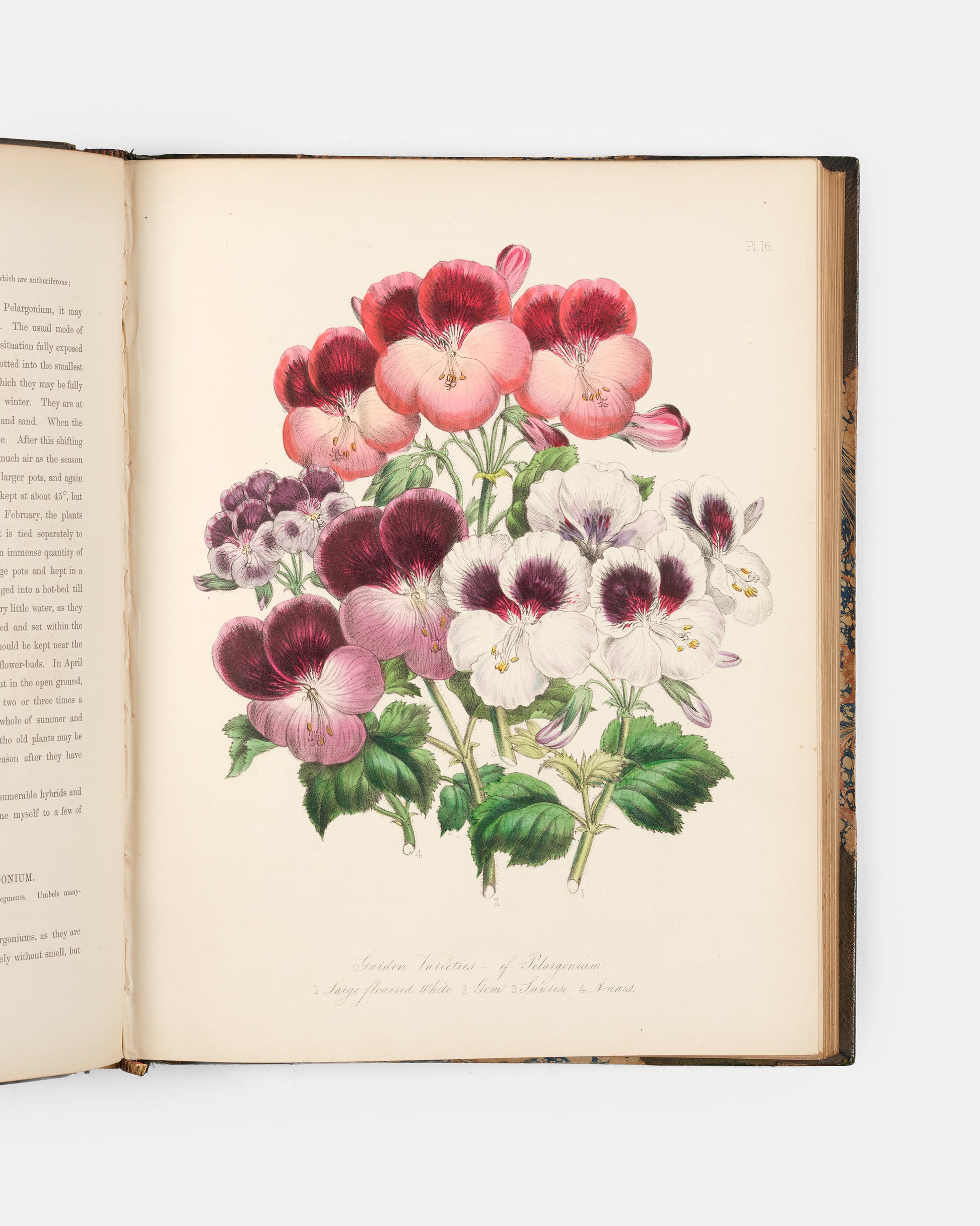 First edition of Jane Loudon's Ladies' Flower Garden of Ornamental Greenhouse Plants, handsomely bound in green morocco by Wareing Webb of Liverpool.