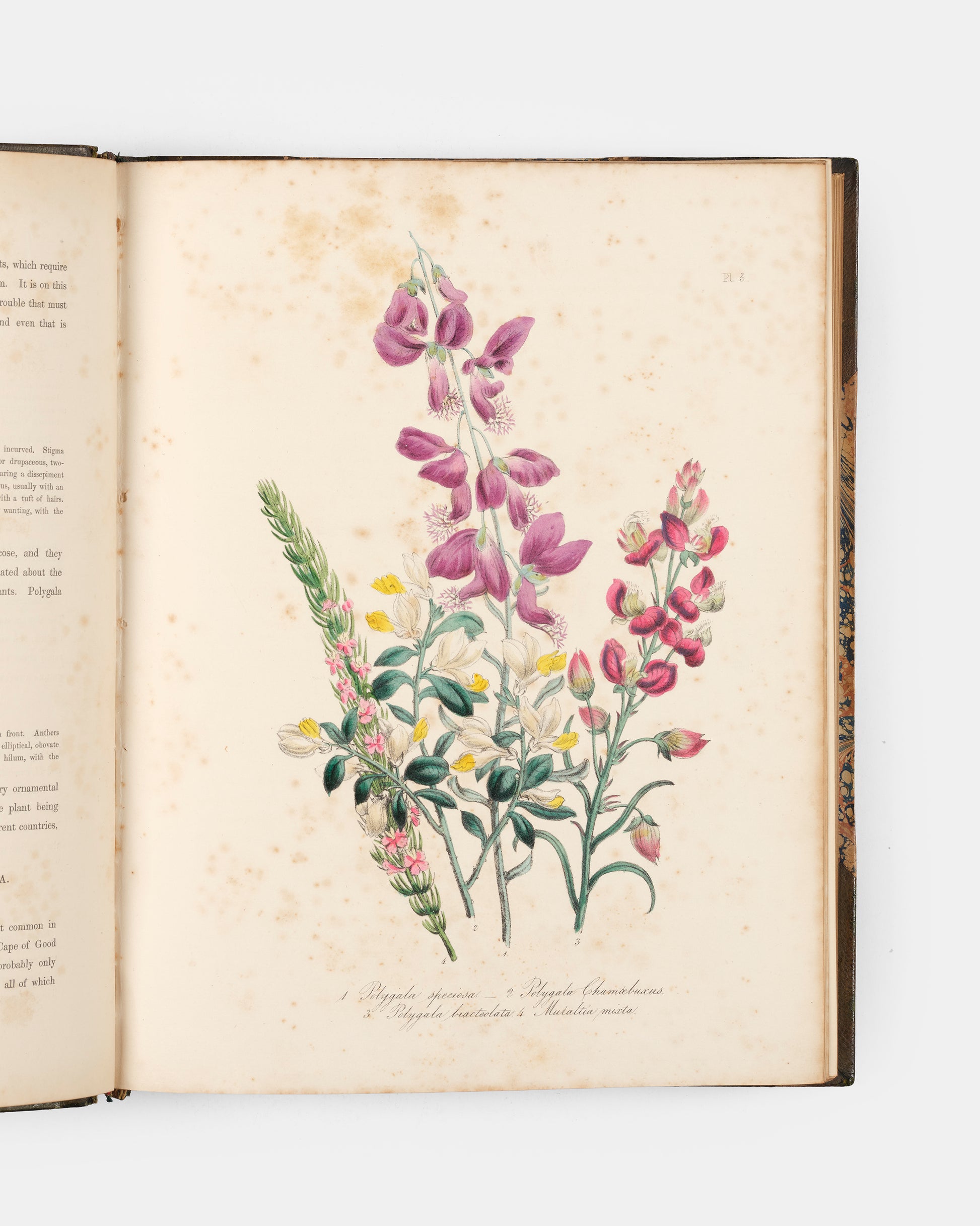First edition of Jane Loudon's Ladies' Flower Garden of Ornamental Greenhouse Plants, handsomely bound in green morocco by Wareing Webb of Liverpool.