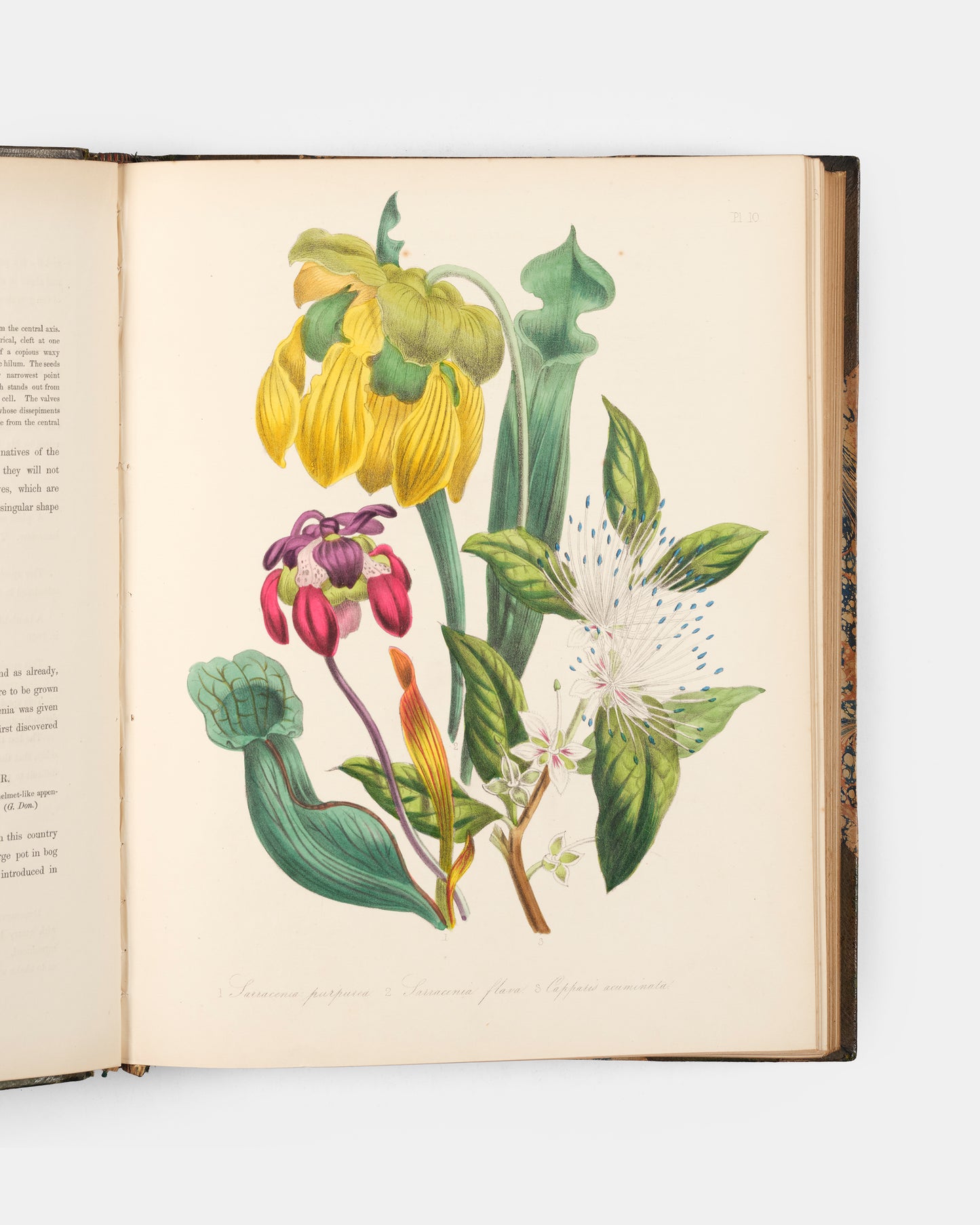 First edition of Jane Loudon's Ladies' Flower Garden of Ornamental Greenhouse Plants, handsomely bound in green morocco by Wareing Webb of Liverpool.
