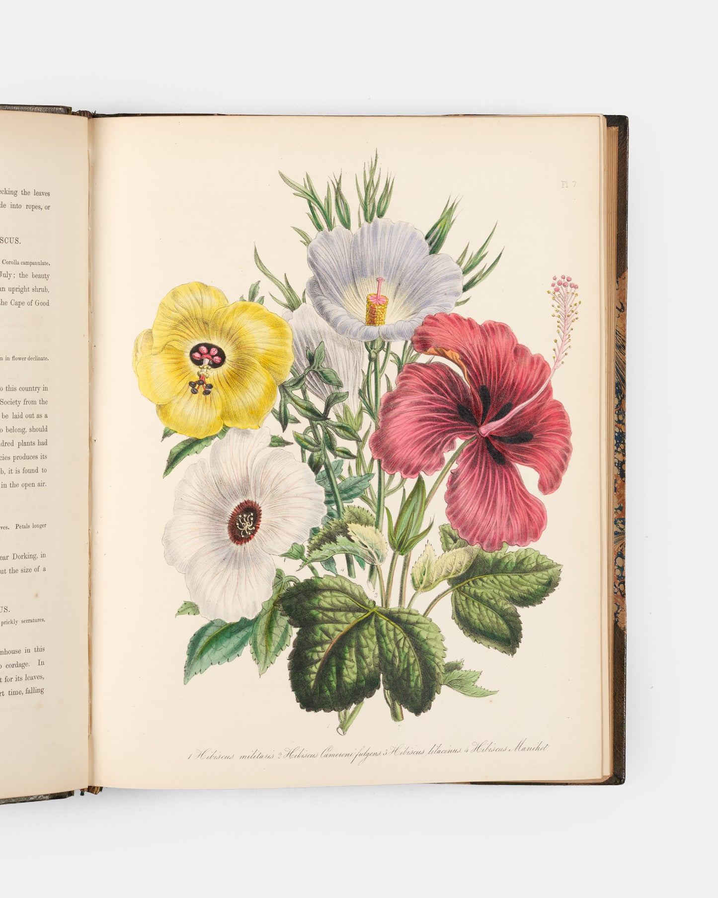 First edition of Jane Loudon's Ladies' Flower Garden of Ornamental Greenhouse Plants, handsomely bound in green morocco by Wareing Webb of Liverpool.