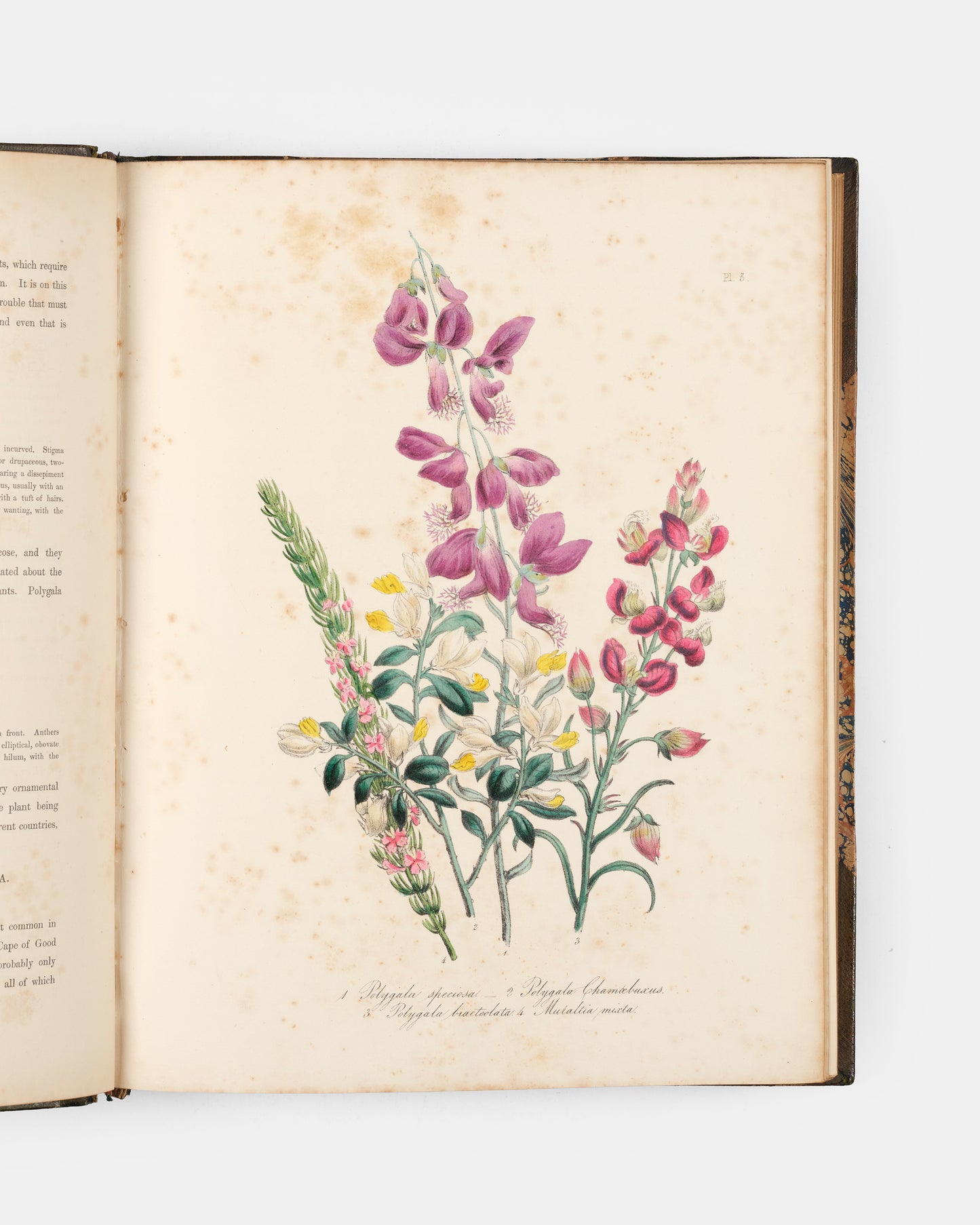 First edition of Jane Loudon's Ladies' Flower Garden of Ornamental Greenhouse Plants, handsomely bound in green morocco by Wareing Webb of Liverpool.