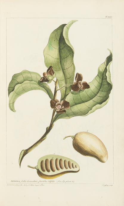 First edition of Philip Miller's Figures of the Most Beautiful, Useful and Uncommon Plants, one the most decorative botanical works of the eighteenth century. 
