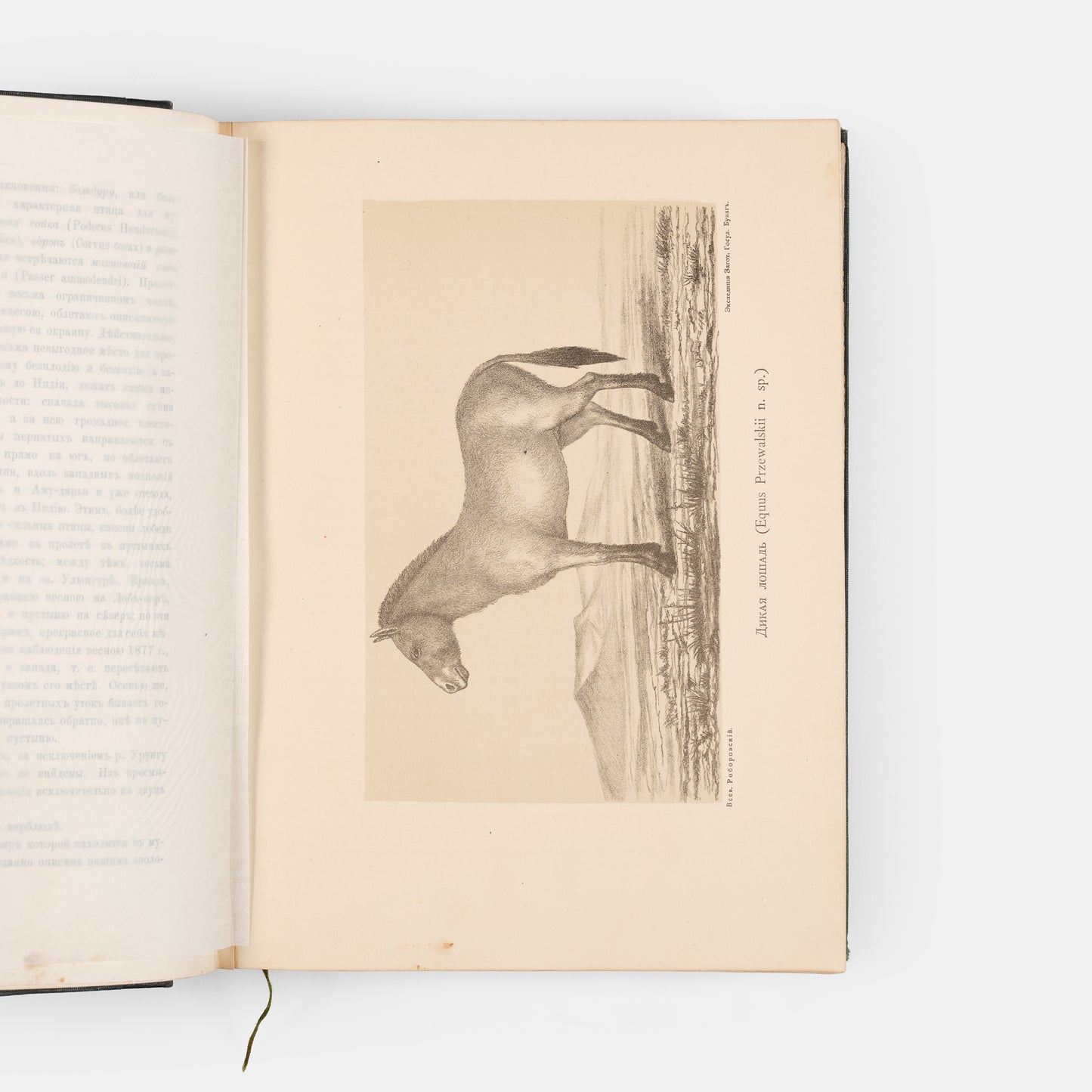 The scarce first edition of Przhevalsky's third expedition.