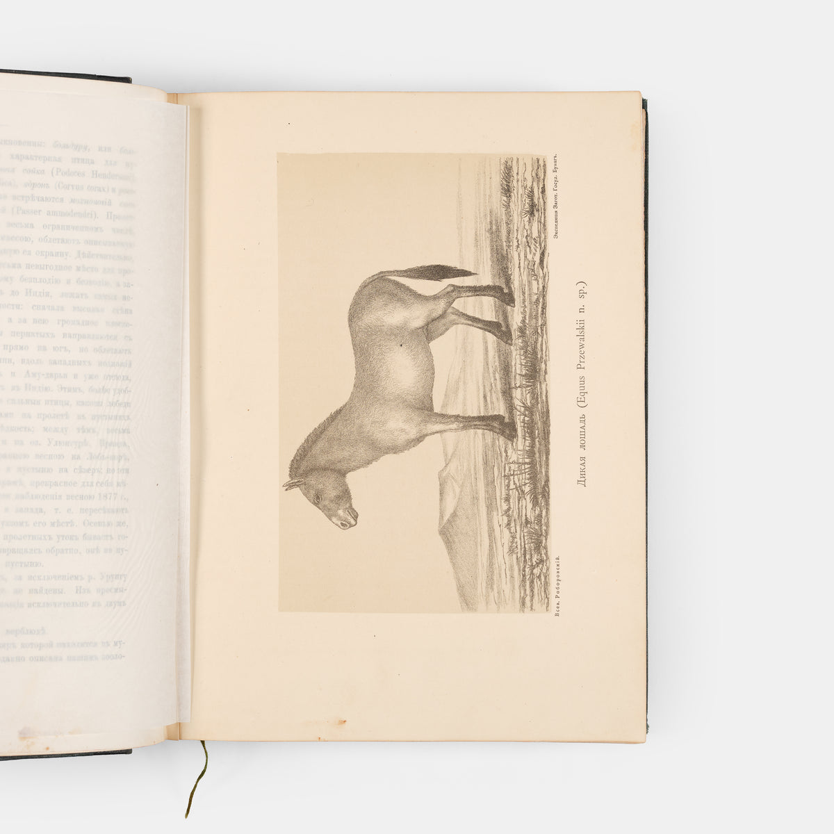 The scarce first edition of Przhevalsky's third expedition.