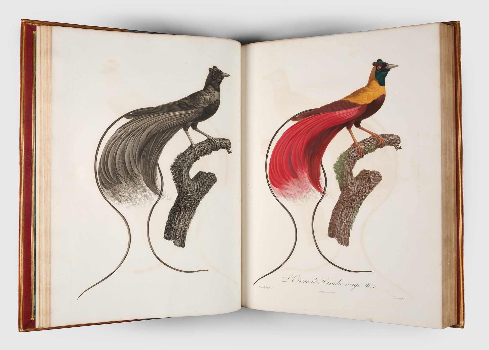 First edition of Levaillant's Histoire Naturelle des Oiseaux de Paradis et des Rolliers with Promerops, et des Guepiers. A rare complete set of deluxe copies on extra-large paper with all plates in two states.