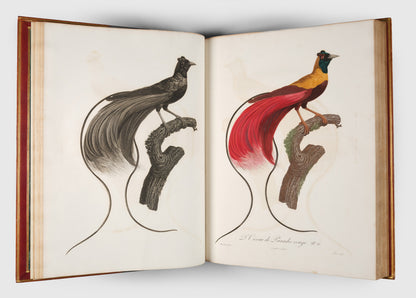 First edition of Levaillant's Histoire Naturelle des Oiseaux de Paradis et des Rolliers with Promerops, et des Guepiers. A rare complete set of deluxe copies on extra-large paper with all plates in two states.