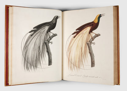 First edition of Levaillant's Histoire Naturelle des Oiseaux de Paradis et des Rolliers with Promerops, et des Guepiers. A rare complete set of deluxe copies on extra-large paper with all plates in two states.