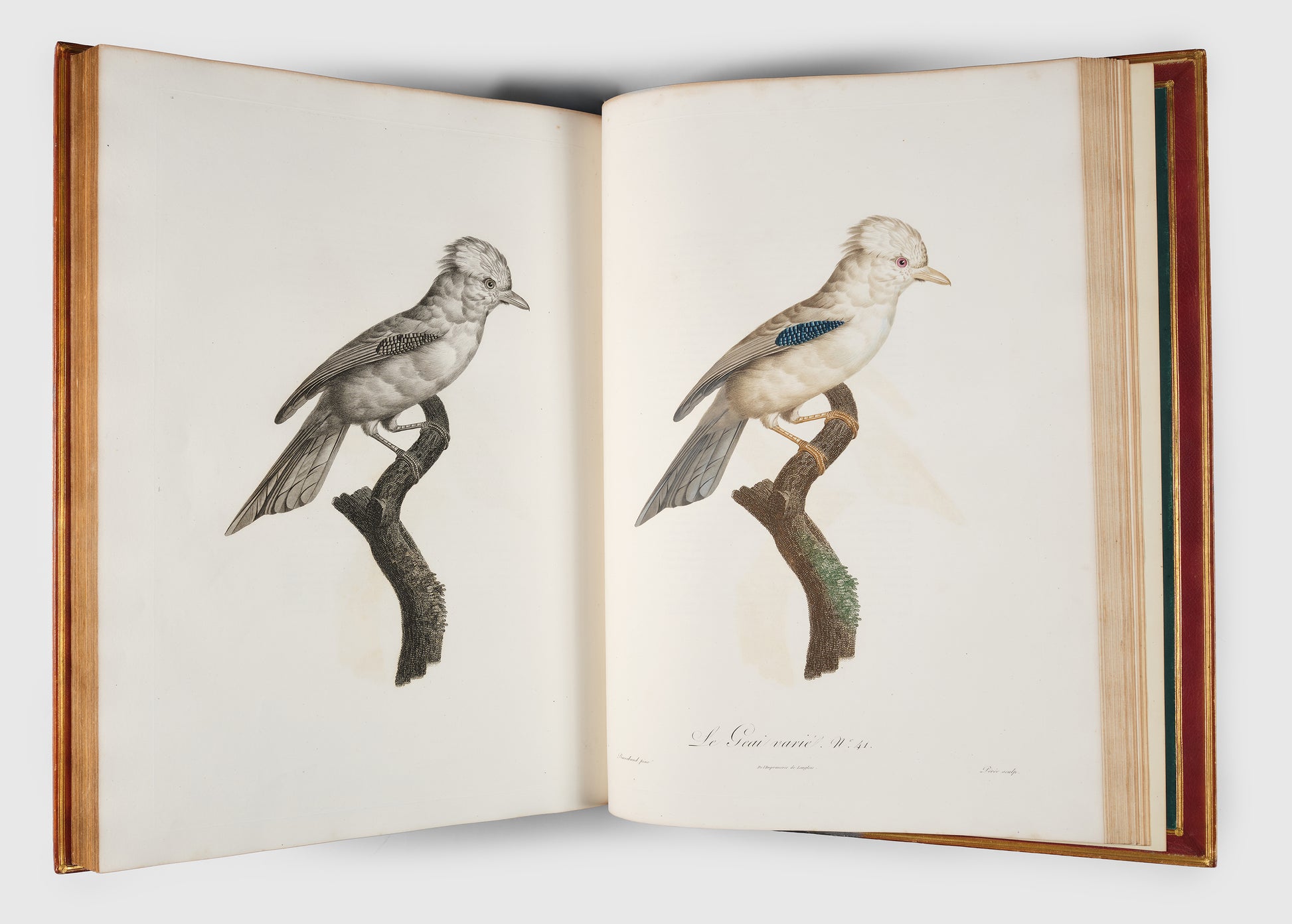 First edition of Levaillant's Histoire Naturelle des Oiseaux de Paradis et des Rolliers with Promerops, et des Guepiers. A rare complete set of deluxe copies on extra-large paper with all plates in two states.