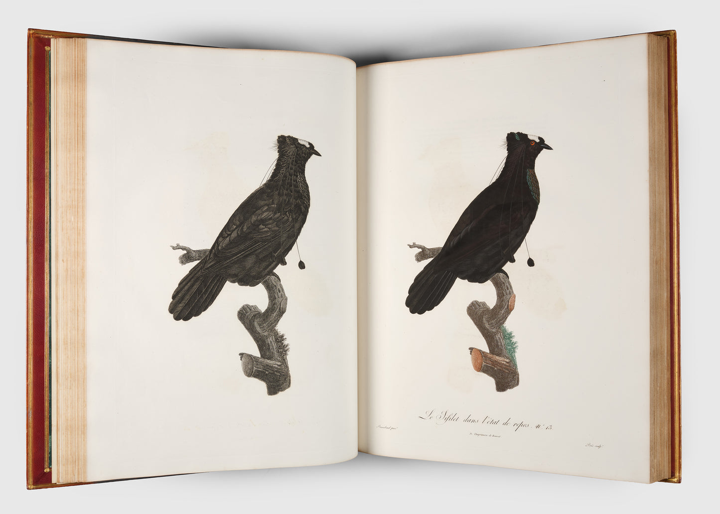 First edition of Levaillant's Histoire Naturelle des Oiseaux de Paradis et des Rolliers with Promerops, et des Guepiers. A rare complete set of deluxe copies on extra-large paper with all plates in two states.