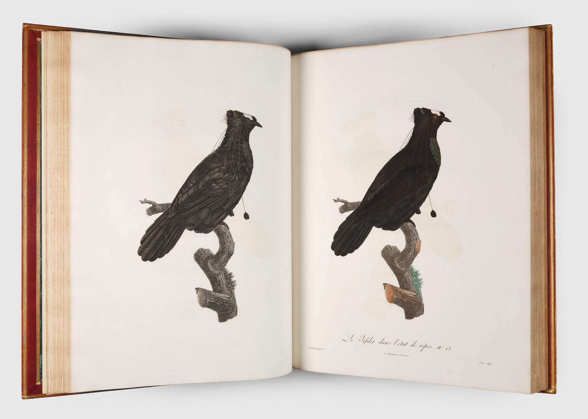 First edition of Levaillant's Histoire Naturelle des Oiseaux de Paradis et des Rolliers with Promerops, et des Guepiers. A rare complete set of deluxe copies on extra-large paper with all plates in two states.