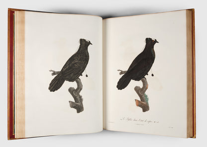 First edition of Levaillant's Histoire Naturelle des Oiseaux de Paradis et des Rolliers with Promerops, et des Guepiers. A rare complete set of deluxe copies on extra-large paper with all plates in two states.