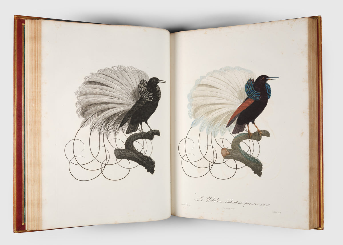 First edition of Levaillant's Histoire Naturelle des Oiseaux de Paradis et des Rolliers with Promerops, et des Guepiers. A rare complete set of deluxe copies on extra-large paper with all plates in two states.