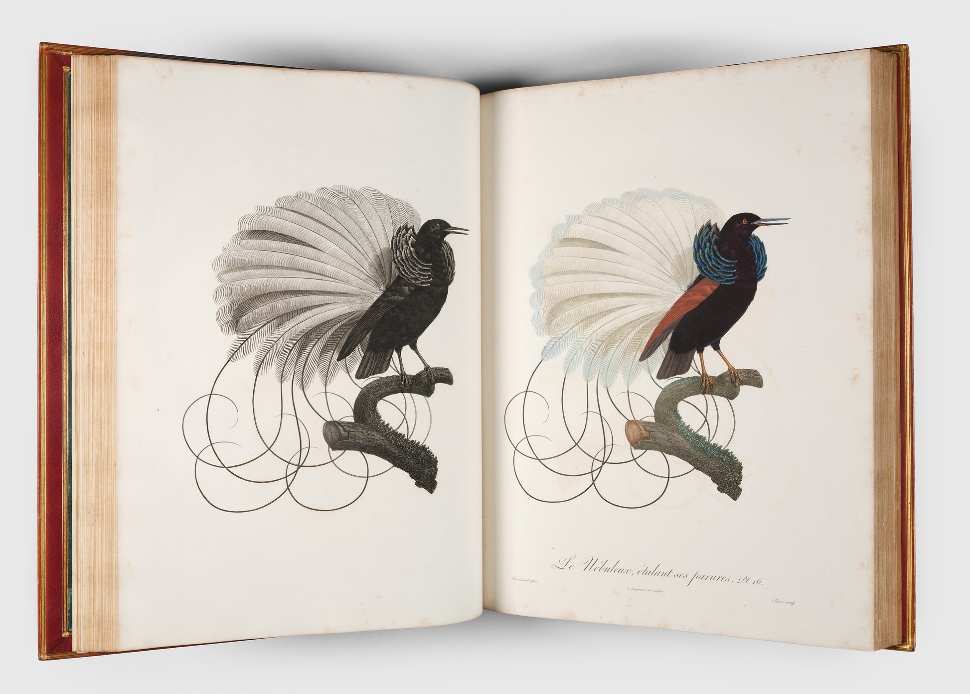First edition of Levaillant's Histoire Naturelle des Oiseaux de Paradis et des Rolliers with Promerops, et des Guepiers. A rare complete set of deluxe copies on extra-large paper with all plates in two states.