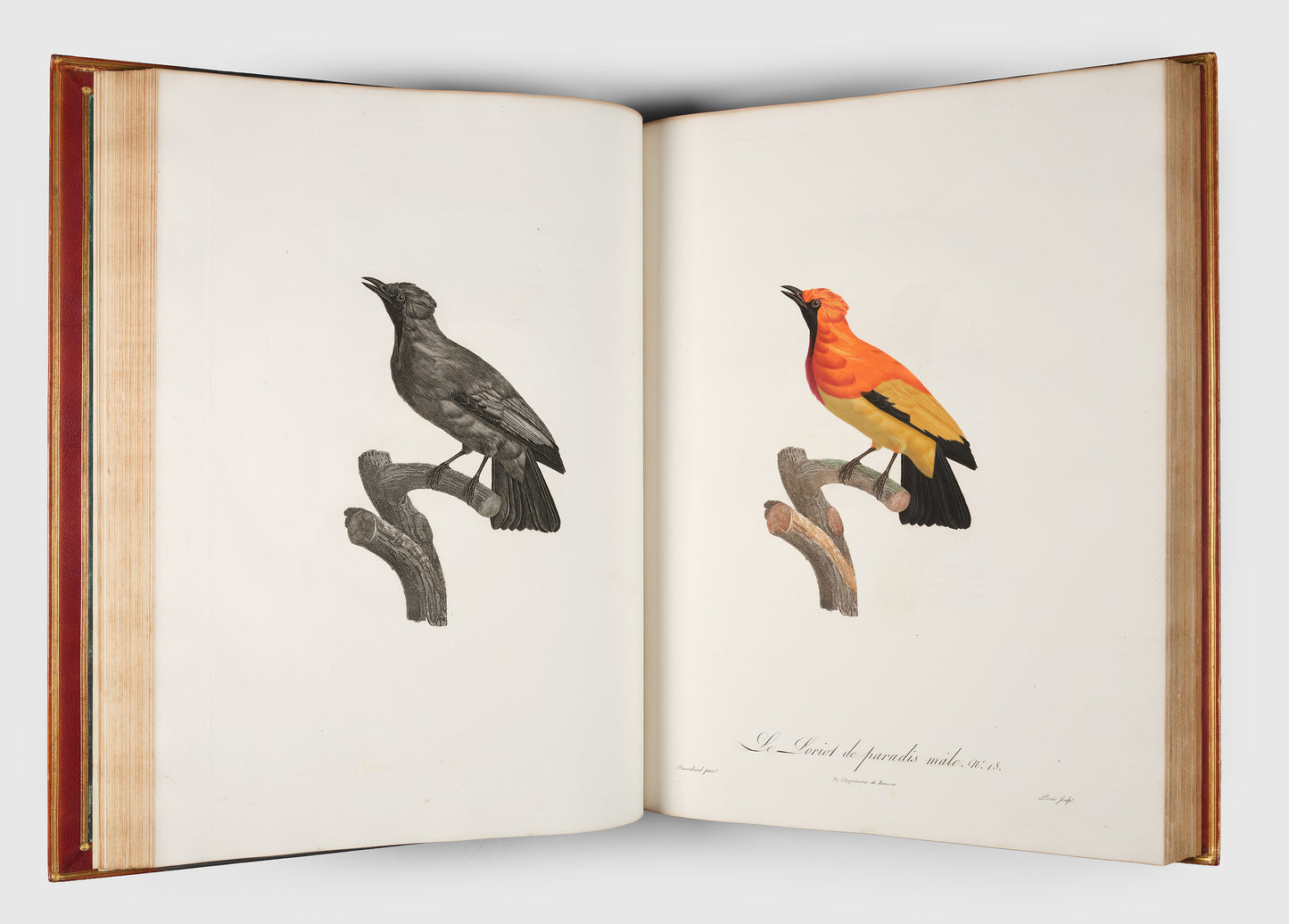 First edition of Levaillant's Histoire Naturelle des Oiseaux de Paradis et des Rolliers with Promerops, et des Guepiers. A rare complete set of deluxe copies on extra-large paper with all plates in two states.