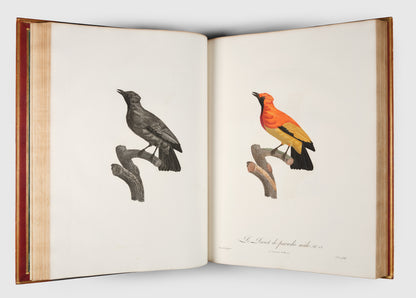 First edition of Levaillant's Histoire Naturelle des Oiseaux de Paradis et des Rolliers with Promerops, et des Guepiers. A rare complete set of deluxe copies on extra-large paper with all plates in two states.