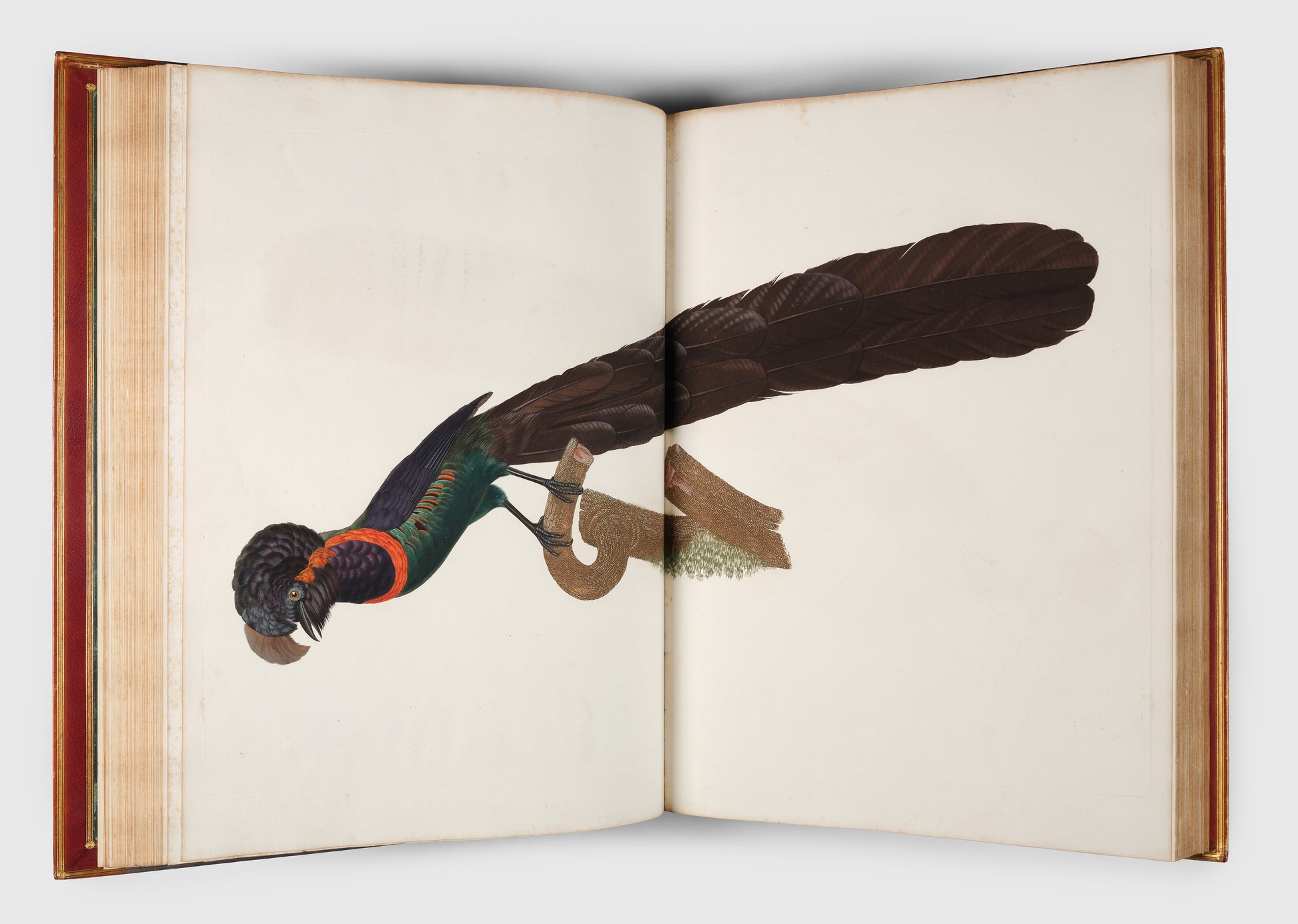 First edition of Levaillant's Histoire Naturelle des Oiseaux de Paradis et des Rolliers with Promerops, et des Guepiers. A rare complete set of deluxe copies on extra-large paper with all plates in two states.