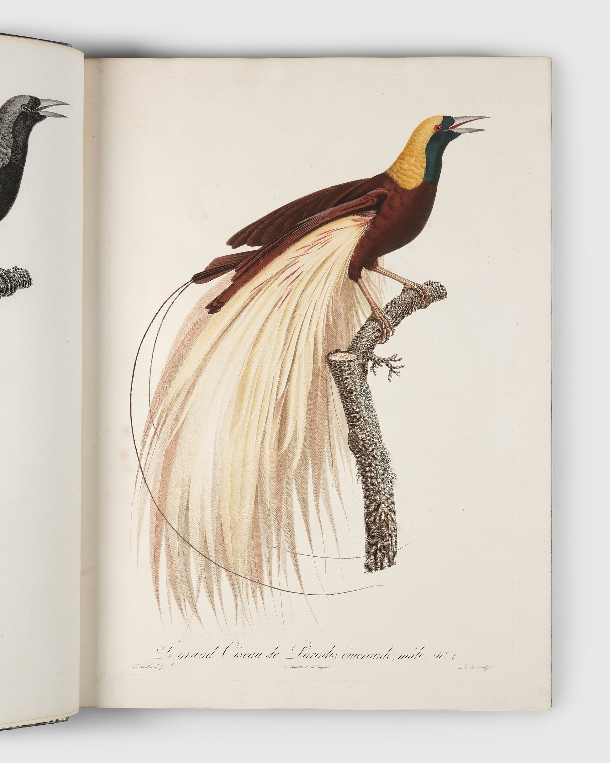 First edition of Levaillant's Histoire Naturelle des Oiseaux de Paradis et des Rolliers with Promerops, et des Guepiers. A rare complete set of deluxe copies on extra-large paper with all plates in two states.