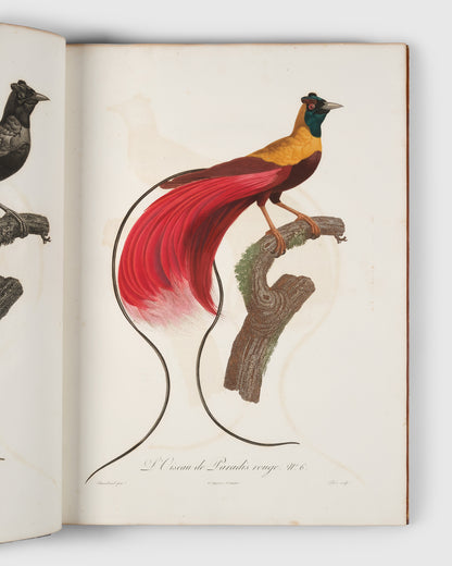 First edition of Levaillant's Histoire Naturelle des Oiseaux de Paradis et des Rolliers with Promerops, et des Guepiers. A rare complete set of deluxe copies on extra-large paper with all plates in two states.