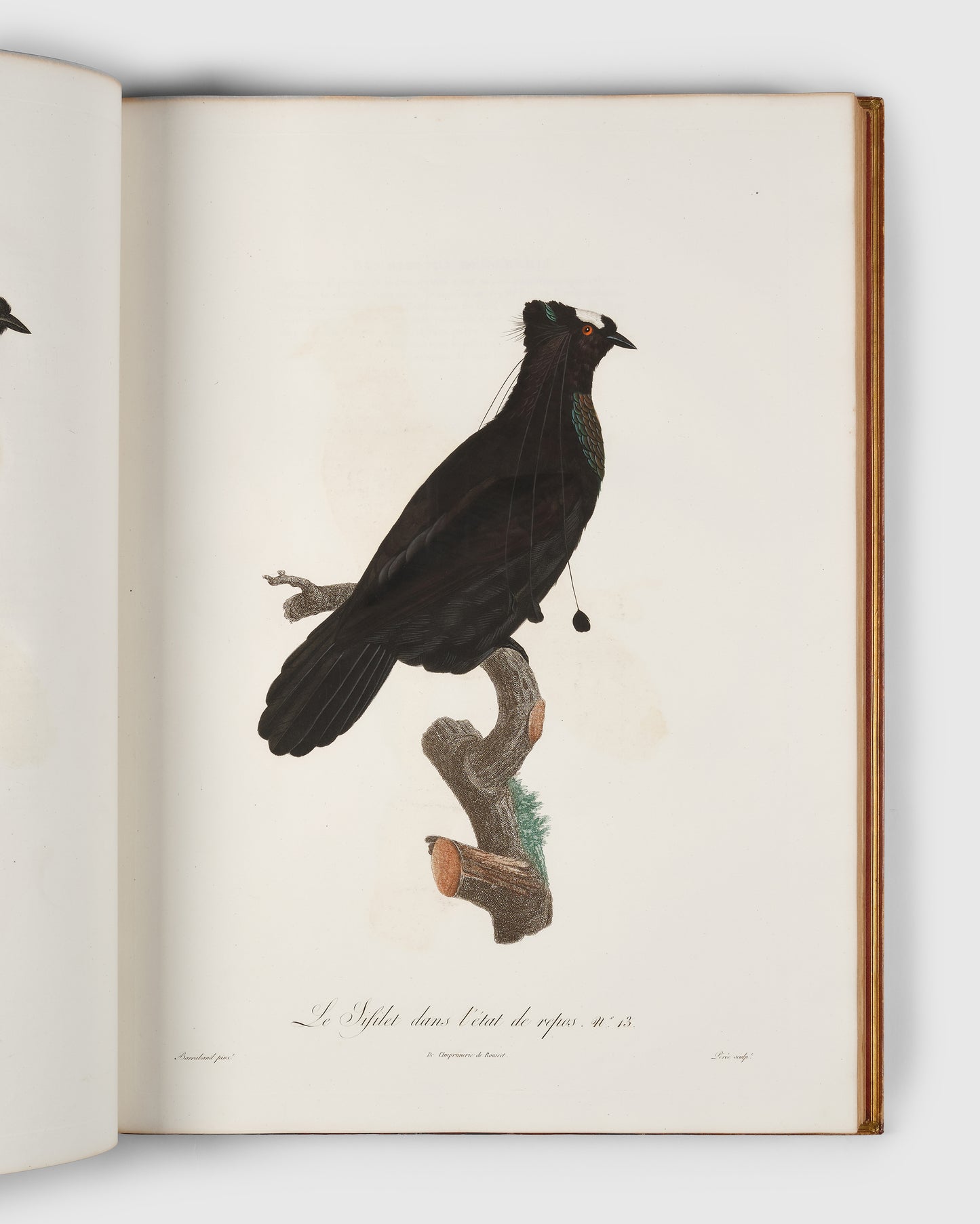 First edition of Levaillant's Histoire Naturelle des Oiseaux de Paradis et des Rolliers with Promerops, et des Guepiers. A rare complete set of deluxe copies on extra-large paper with all plates in two states.