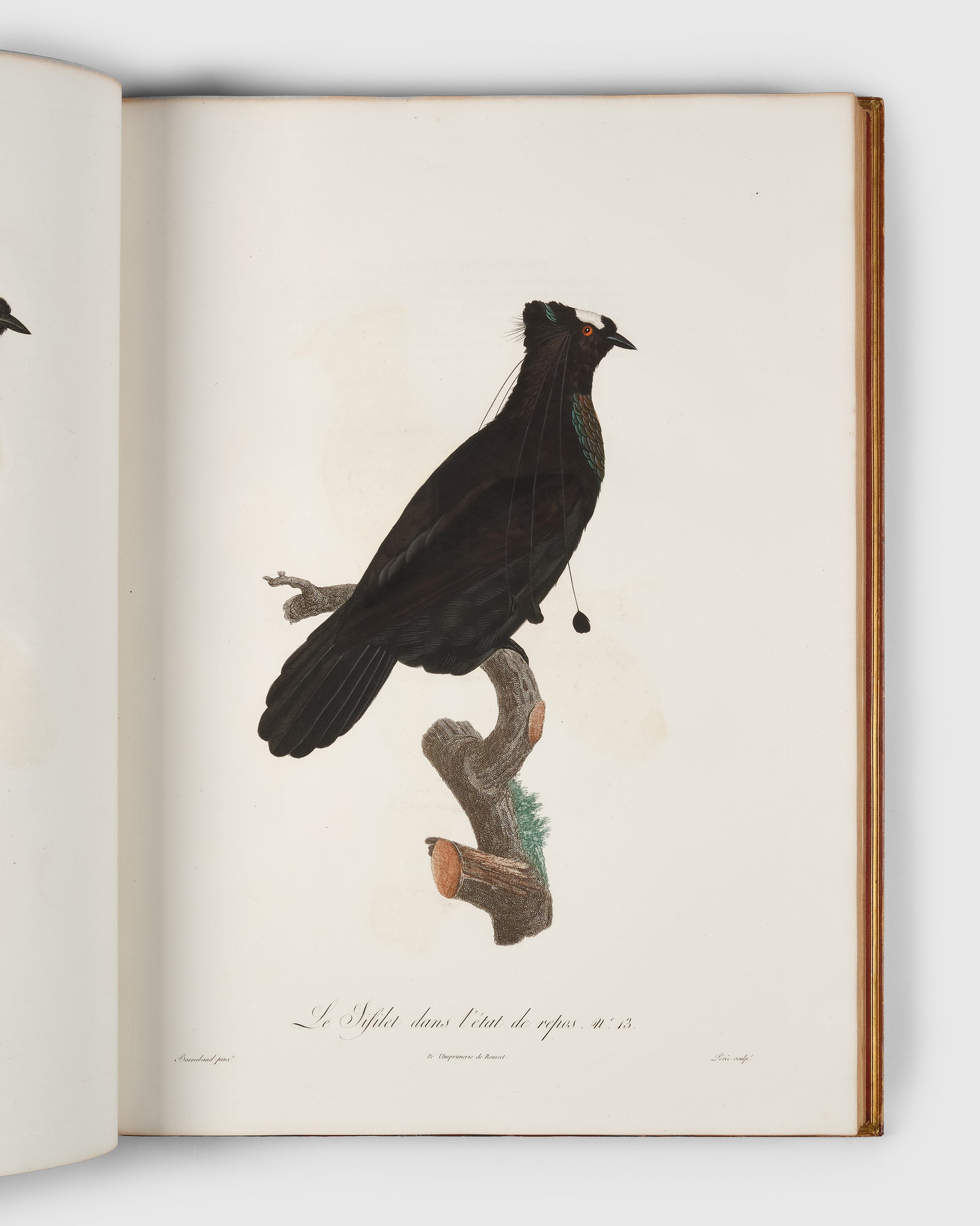 First edition of Levaillant's Histoire Naturelle des Oiseaux de Paradis et des Rolliers with Promerops, et des Guepiers. A rare complete set of deluxe copies on extra-large paper with all plates in two states.