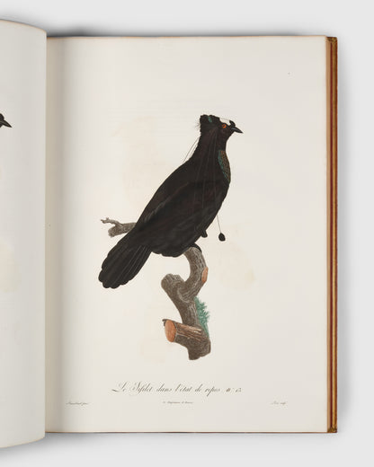 First edition of Levaillant's Histoire Naturelle des Oiseaux de Paradis et des Rolliers with Promerops, et des Guepiers. A rare complete set of deluxe copies on extra-large paper with all plates in two states.