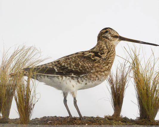 Snipe.