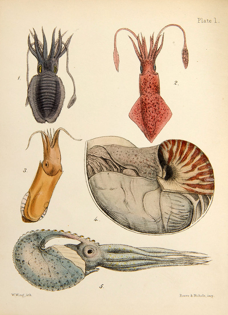 First edition of Mary Robert's Popular History of the Mollusca (1851), in the original cloth binding and beautifully illustrated with 18 hand-coloured plates.