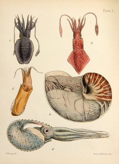 First edition of Mary Robert's Popular History of the Mollusca (1851), in the original cloth binding and beautifully illustrated with 18 hand-coloured plates.