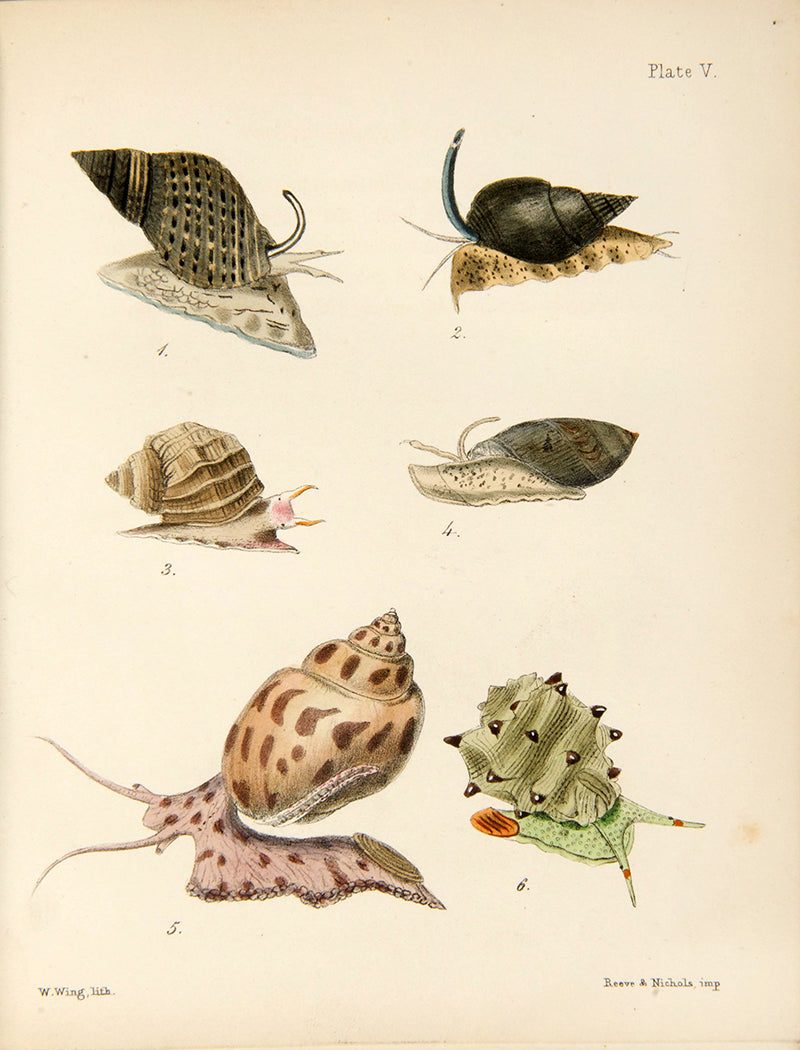 First edition of Mary Robert's Popular History of the Mollusca (1851), in the original cloth binding and beautifully illustrated with 18 hand-coloured plates.