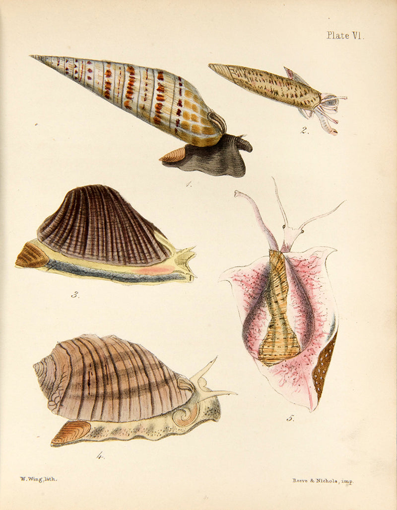 First edition of Mary Robert's Popular History of the Mollusca (1851), in the original cloth binding and beautifully illustrated with 18 hand-coloured plates.