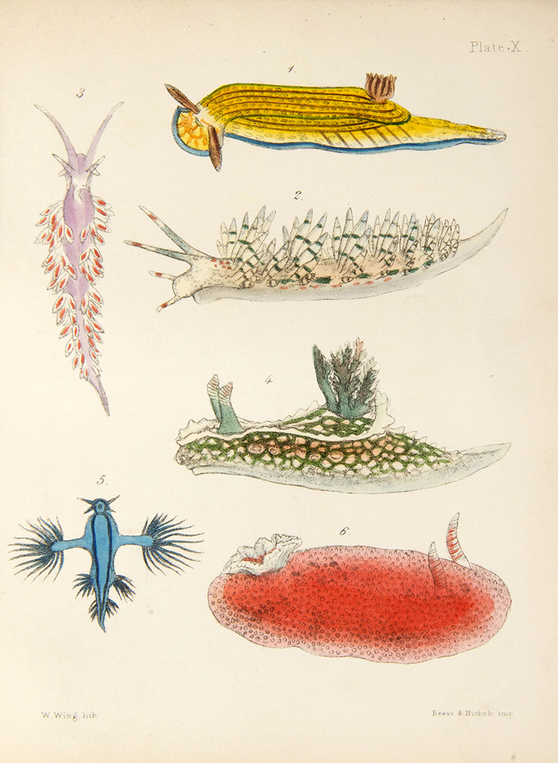 First edition of Mary Robert's Popular History of the Mollusca (1851), in the original cloth binding and beautifully illustrated with 18 hand-coloured plates.