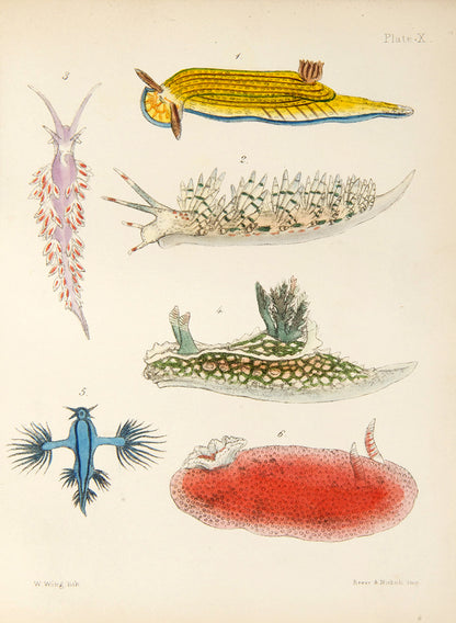 First edition of Mary Robert's Popular History of the Mollusca (1851), in the original cloth binding and beautifully illustrated with 18 hand-coloured plates.