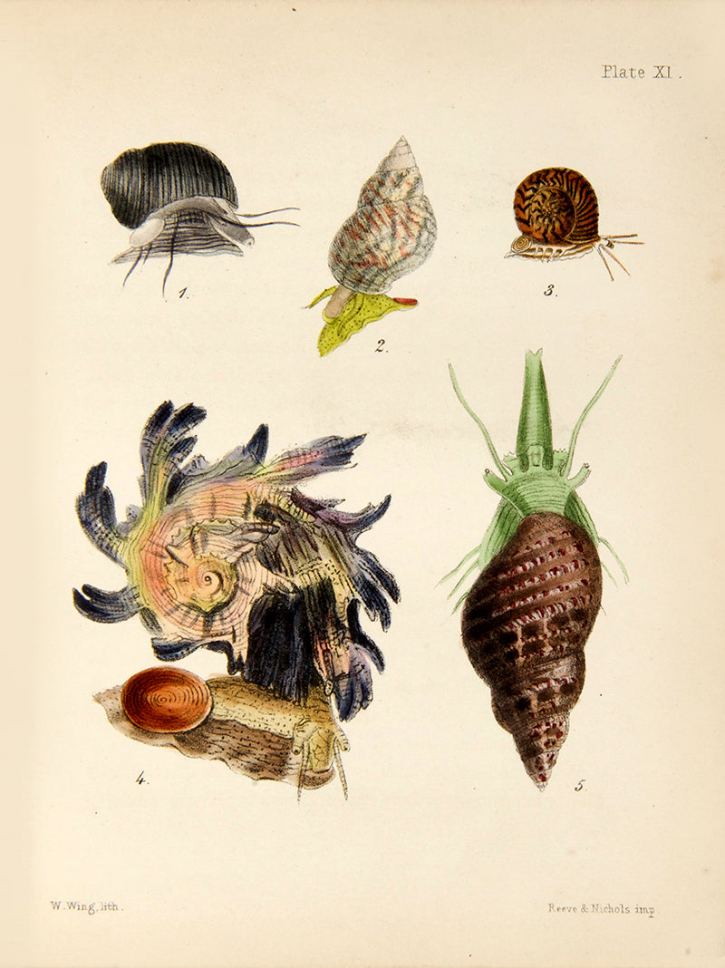 First edition of Mary Robert's Popular History of the Mollusca (1851), in the original cloth binding and beautifully illustrated with 18 hand-coloured plates.