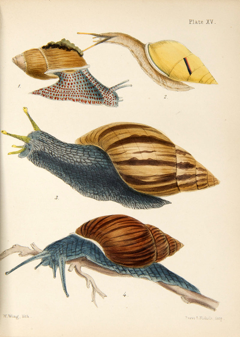 First edition of Mary Robert's Popular History of the Mollusca (1851), in the original cloth binding and beautifully illustrated with 18 hand-coloured plates.