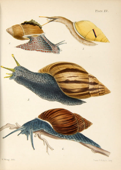 First edition of Mary Robert's Popular History of the Mollusca (1851), in the original cloth binding and beautifully illustrated with 18 hand-coloured plates.