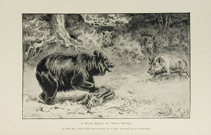A pleasingly bound copy of Selous' fascinating investigation into the complexities of the animal kingdom, from microscopic combat among insects, to the aquatic archery of the angler fish.