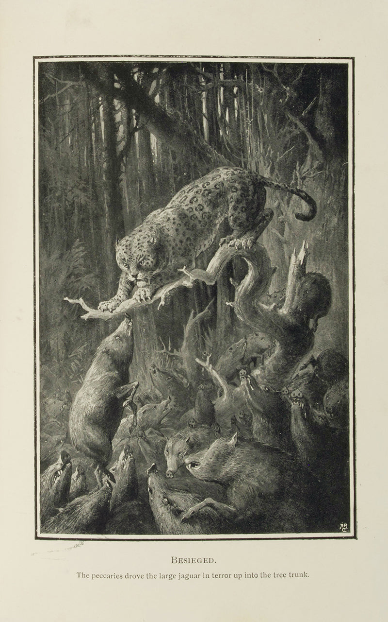 A pleasingly bound copy of Selous' fascinating investigation into the complexities of the animal kingdom, from microscopic combat among insects, to the aquatic archery of the angler fish.