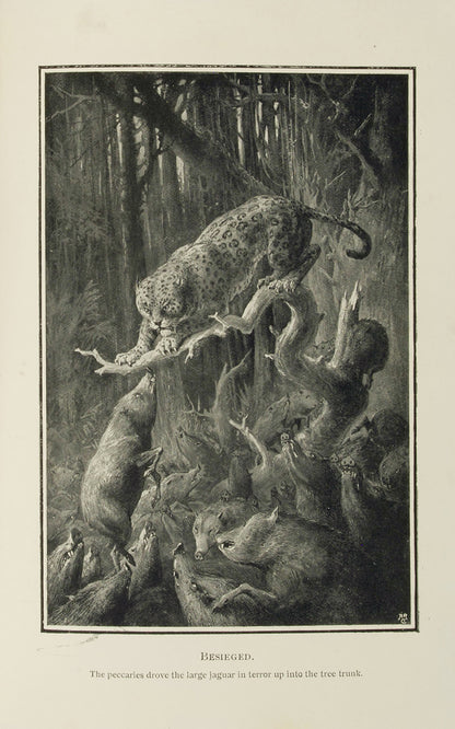 A pleasingly bound copy of Selous' fascinating investigation into the complexities of the animal kingdom, from microscopic combat among insects, to the aquatic archery of the angler fish.