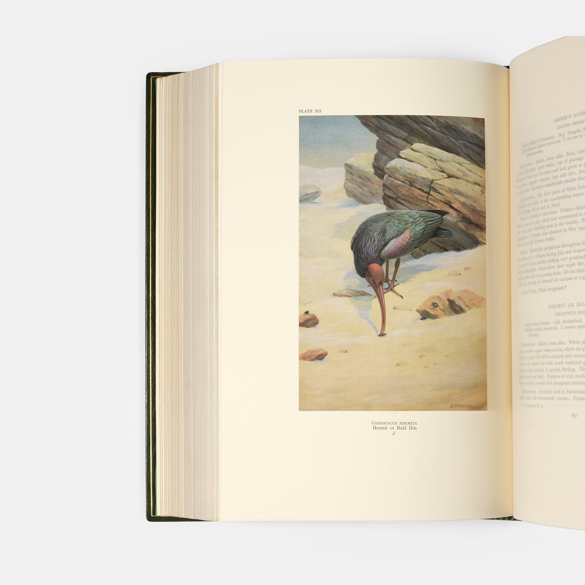 The edition deluxe of Birds of Arabia by Meinerthagen, one of ten specially bound copies with a unique bird of prey design to the front cover.