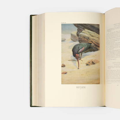 The edition deluxe of Birds of Arabia by Meinerthagen, one of ten specially bound copies with a unique bird of prey design to the front cover.