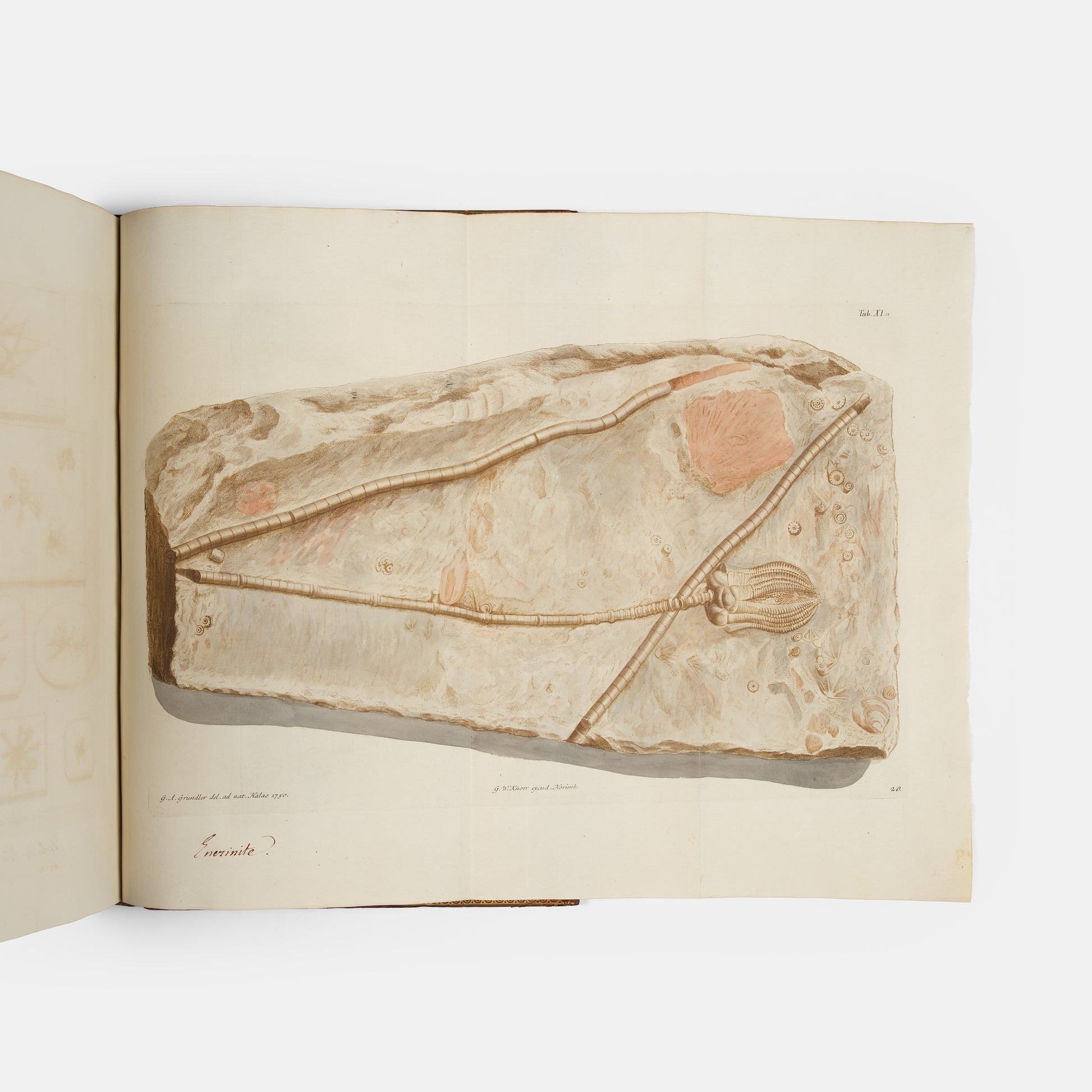 First edition of Georg Wolfgang Knorr's important work on fossils, Recueil de Monumens des Catastrophes que le Globe la Terre a Essuiees, published between 1768 and 1778.