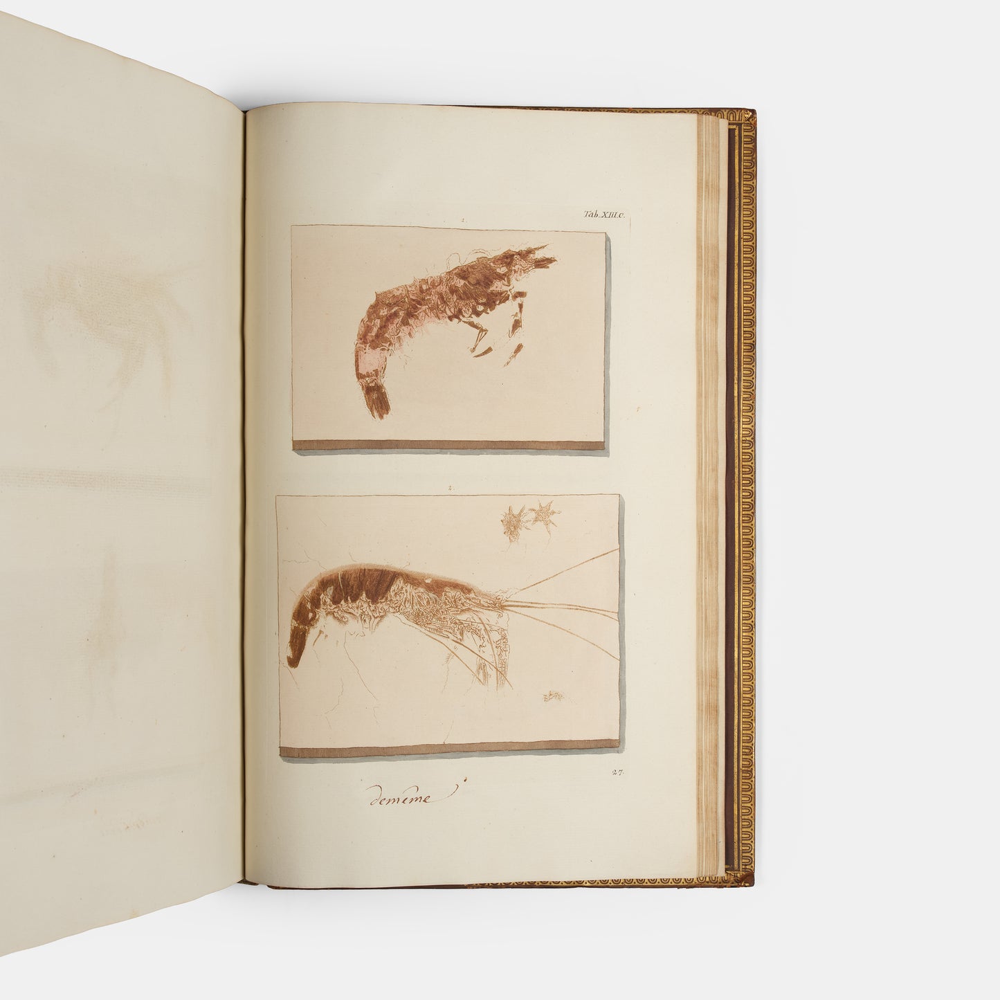First edition of Georg Wolfgang Knorr's important work on fossils, Recueil de Monumens des Catastrophes que le Globe la Terre a Essuiees, published between 1768 and 1778.