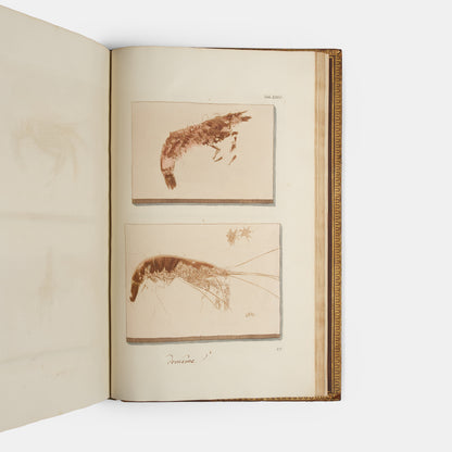 First edition of Georg Wolfgang Knorr's important work on fossils, Recueil de Monumens des Catastrophes que le Globe la Terre a Essuiees, published between 1768 and 1778.