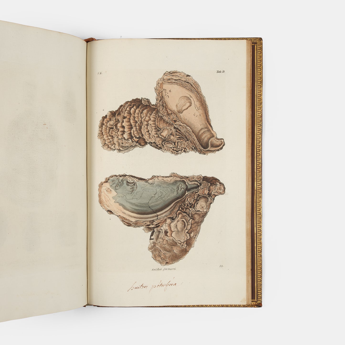 First edition of Georg Wolfgang Knorr's important work on fossils, Recueil de Monumens des Catastrophes que le Globe la Terre a Essuiees, published between 1768 and 1778.