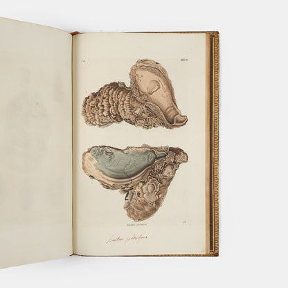 First edition of Georg Wolfgang Knorr's important work on fossils, Recueil de Monumens des Catastrophes que le Globe la Terre a Essuiees, published between 1768 and 1778.